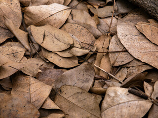 Dry fallen leaves texture background in autumn season.