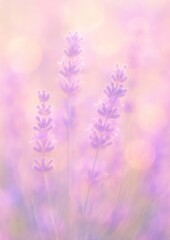Obraz premium Dreamy lavender in soft focus.