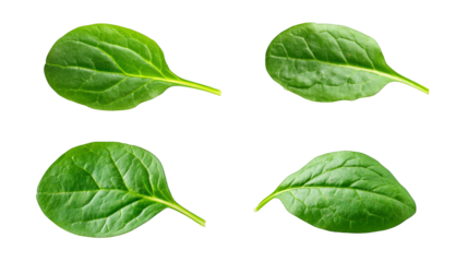 A set of four fresh spinach leaves on a white background.