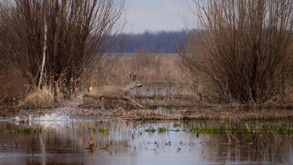 roe deer buck running through water after snow melt in early spring in a field leaving behind splashes of water on a cloudy day. © Lukeriya