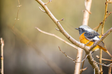 枝にとまるジョウビタキのオス