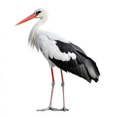 Fototapeta premium stork standing on a white background