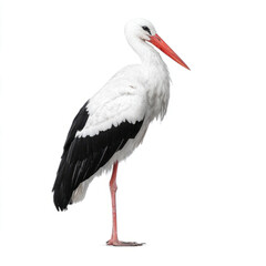 Fototapeta premium stork standing on a white background