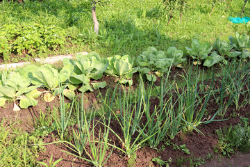 Beds with ripening white cabbage and green onions in a vegetable garden on a sunny summer day - horizontal color photo, close-up