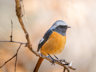枝にとまるジョウビタキのオス