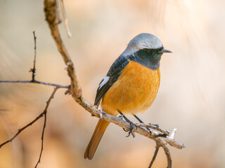 枝にとまるジョウビタキのオス