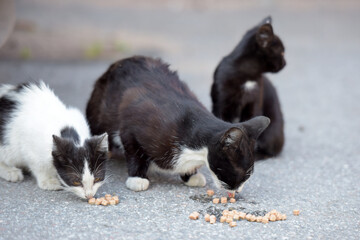 three stray cats of different ages and colors. In the foreground, a black and white kitten and an adult black and white cat are eating small pieces of food scattered on the asphalt. 