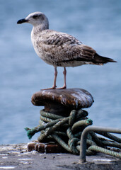 A seagull perched on a bollard with rope.
