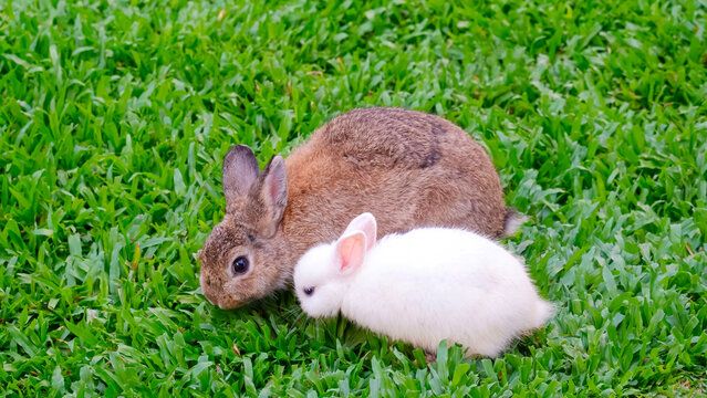 Young brown rabbit and little white Jersey Wooly baby rabbit on green lawn in a farm, adorable pet portrait