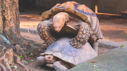 Two African spurred tortoises are mating in enclosure at the zoo