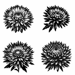 Aster flower. Retro Vintage Line Art Clipart Silhouette Vector Illustration. Purple bloom a lovely floral herbaceous plant growing tips and care guide.