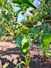 green tomato plants