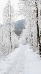 Obraz premium Snowy Path Through Winter Wonderland: A Serene Winter Scene