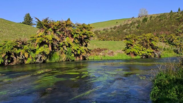 Wide shot of Blue Spring Putaruru in New Zealand.