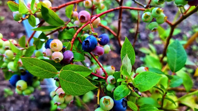 Ripening blueberries bush highbush forest fruit nature Vaccinium corymbosum plant