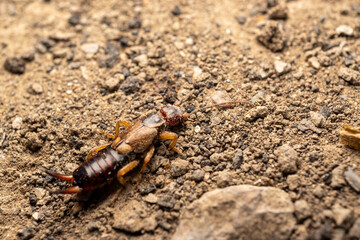 Common Earwig Insect on Soil Surface