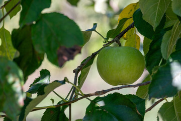 Green apple on a branch