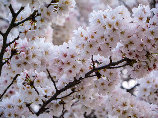 所沢東川の桜