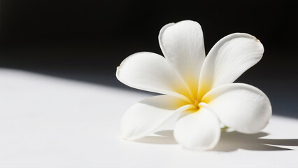 white plumeria flower