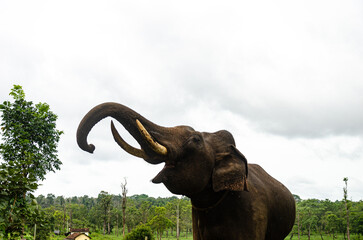 A Tusker at the Dubare Elephant Camp in Kushalnagar, Madikeri, Karnataka, India