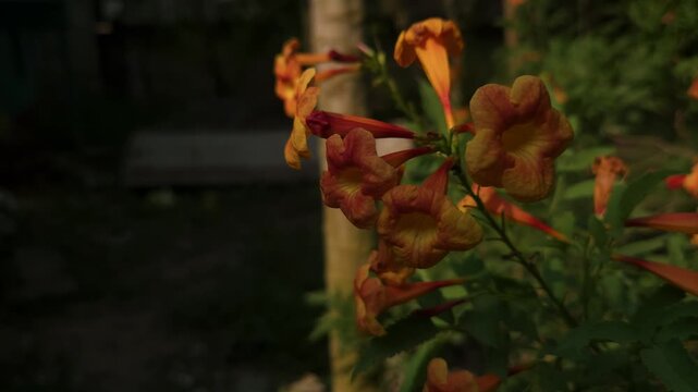Tecoma Flower