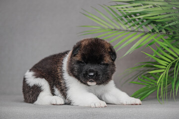 Adorable American Akita puppy with fluffy black, brown and white fur lies down with front paws forward, green tropical palm leaves on side, neutral background.Front view of dog lying on light surface 