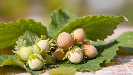 Hazelnuts and green hazelnut leaves in natural arrangement, macro photography style