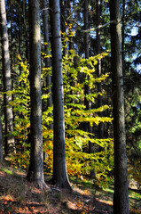 Leśny krajobraz z wysokimi sosnami i jesiennymi liśćmi, skąpanymi w słońcu, podkreślającymi żywe żółte liście i pionowe pnie drzew. Idealny do motywów natury, spokoju i naturalnego piękna. © Pol Badger