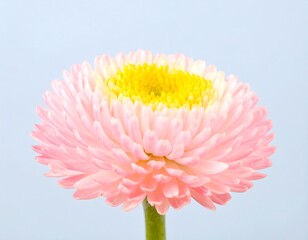 Close-up of a delicate pink flower (1)