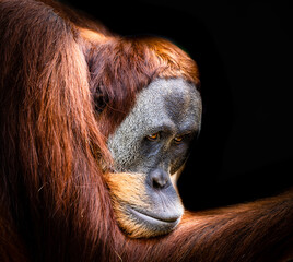 Orangutang Portrait