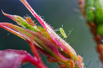Close up image og sap sucking aphids, Aphidoidea, on a plant in Northumberland, UK