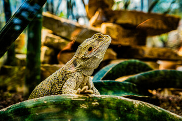 A lizard sits in a terrarium surrounded by green plants and wood, bearded dragon, pogona, lizard,...