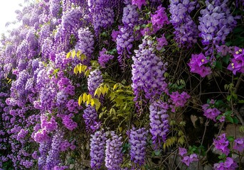 Vibrant Purple Wisteria and Bougainvillea Cascade Over Stone Wall