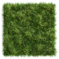 green grass on white background