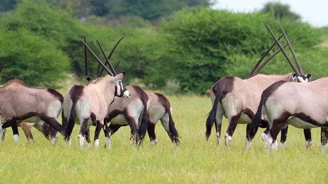 Oryx Gemsbok Antelope Etosha National Park Namibia
