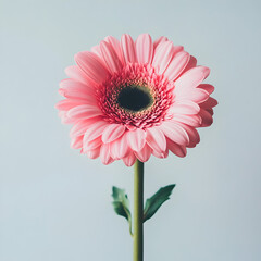 pink gerber daisy