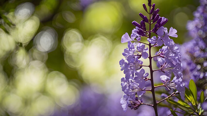A close-up view of a purple Jacaranda flower stalk against a vibrant green and bokeh background