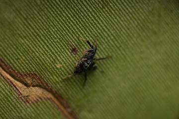 The Jumping Spider is a small to medium-sized spider in the family Salticidae, with several possible species such as Hasarius adansoni or Myrmarachne spp. This spider is walking on a leaf,