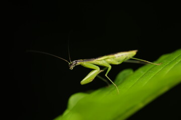 The Praying Mantis (Order: Mantodea), known in Thailand as the &ldquo;swaying mantis,&rdquo; often moves up and down to mimic swaying leaves for camouflage. Its forelegs are adapted for seizing prey,