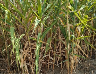Grupo de tallos de ca&ntilde;as de Arundo donax en jard&iacute;n de parque urbano 