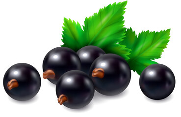 black berry's isolated on white