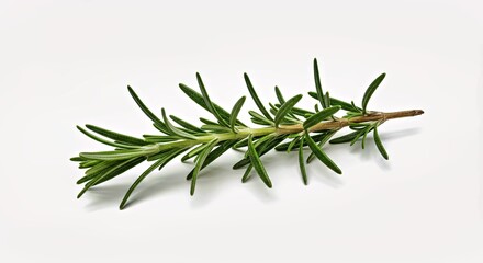 Obraz premium Aromatic Rosemary Sprig Isolated on a Clean White Backdrop