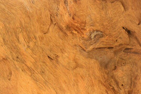 Madeira de cajueiro, textura de tronco da &aacute;rvore de cajueiro, cepo de p&eacute; de caju, superf&iacute;cie natural amadeirada