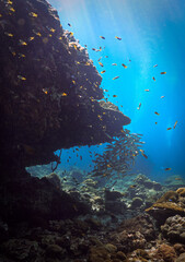Underwater photo of school of fish at a coral reef. From a scuba dive in Thailand.