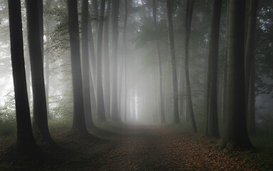 Foggy forest path lined with tall trees woods trail