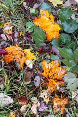 Colorful autumn leaves on wet grass in forest ground close-up, featuring vivid orange maple leaves and green foliage