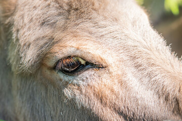 Fototapeta premium donkey close up, foal Equus asinus, Equus africanus asinus, rustic scene with donkey feeding on fresh pasture on sunny day, Farm Animal Portrait