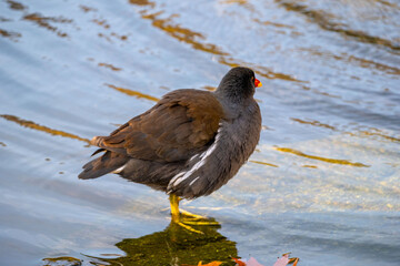 Gallinula chloropus reed water duck, marsh duck, small pigeon-sized waterfowl black bird in natural habitat, ornithology, nature protection