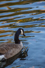 Canadian geese swimming peacefully in pond, bathed, migrating geese, water habitat, animal life, calm waters, nature scene, wildlife in sunlight