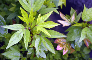 Vibrant Green Star-Shaped Leaves of an Okra Plant